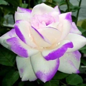 Purple Haze Rose Seeds - 30+ Perennial Flower Seeds for Garden - Image 12