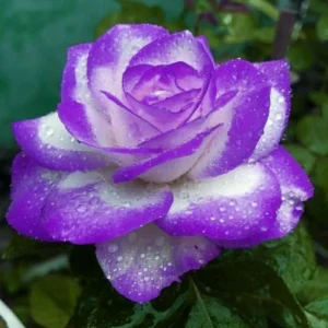 Purple Haze Rose Seeds - 30+ Perennial Flower Seeds for Garden - Image 13