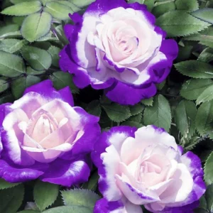 Purple Haze Rose Seeds - 30+ Perennial Flower Seeds for Garden - Image 14