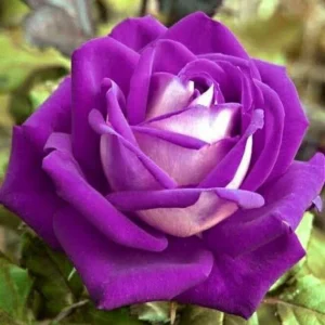 Purple Haze Rose Seeds - 30+ Perennial Flower Seeds for Garden - Image 15