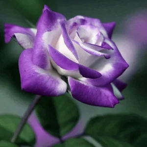 Purple Haze Rose Seeds - 30+ Perennial Flower Seeds for Garden - Image 16
