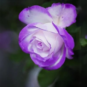 Purple Haze Rose Seeds - 30+ Perennial Flower Seeds for Garden - Image 2