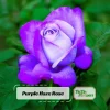 Purple Haze Rose Seeds - 30+ Perennial Flower Seeds for Garden - Image 1
