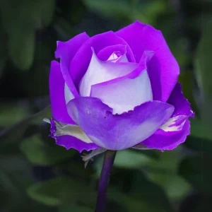 Purple Haze Rose Seeds - 30+ Perennial Flower Seeds for Garden - Image 3