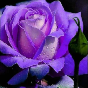 Purple Haze Rose Seeds - 30+ Perennial Flower Seeds for Garden - Image 4