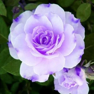 Purple Haze Rose Seeds - 30+ Perennial Flower Seeds for Garden - Image 5
