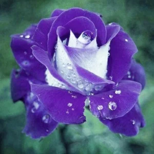 Purple Haze Rose Seeds - 30+ Perennial Flower Seeds for Garden - Image 6
