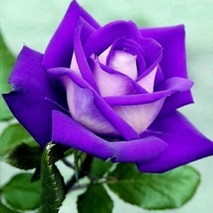 Purple Haze Rose Seeds - 30+ Perennial Flower Seeds for Garden - Image 8