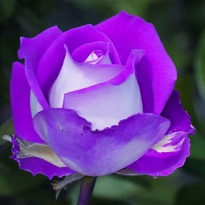 Purple Haze Rose Seeds - 30+ Perennial Flower Seeds for Garden - Image 9