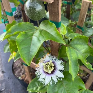 Purple Possum Passionfruit Live Plant 4-6 inch Tall - Edible Vine - Image 2