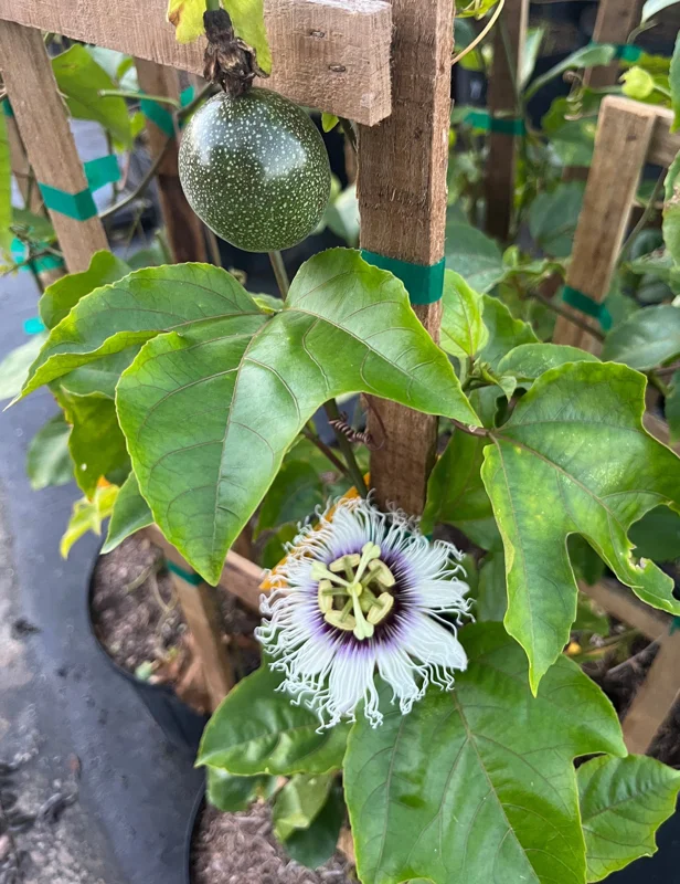 Purple Possum Passionfruit Live Plant 4-6 inch Tall - Edible Vine - Image 2