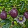 Purple Possum Passionfruit Live Plant 4-6 inch Tall - Edible Vine - Image 1