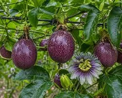 Purple Possum Passionfruit Live Plant 4-6 inch Tall - Edible Vine - Image 1
