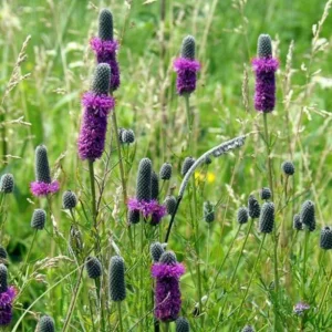 Purple Prairie Clover Seeds - 100 Count - Air Purifying, Easy Grow - Image 10