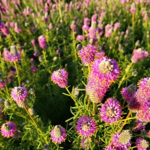 Purple Prairie Clover Seeds - 100 Count - Air Purifying, Easy Grow - Image 2
