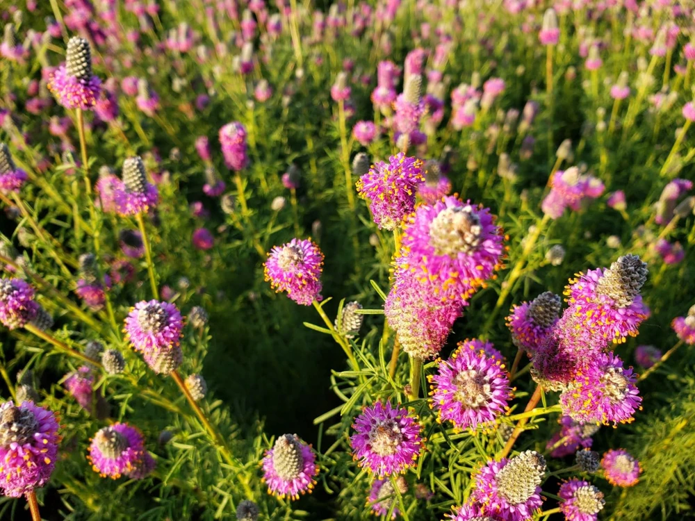 Purple Prairie Clover Seeds - 100 Count - Air Purifying, Easy Grow - Image 2