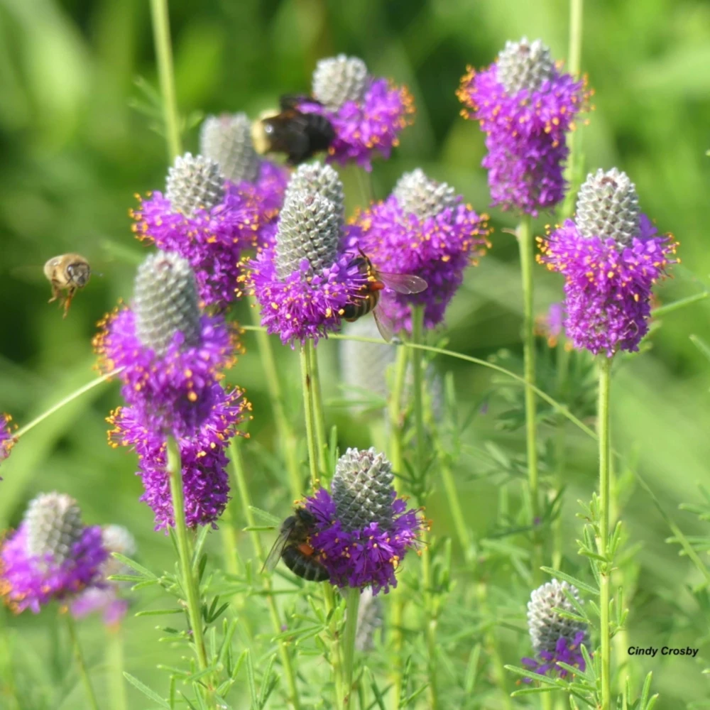 Purple Prairie Clover Seeds - 100 Count - Air Purifying, Easy Grow - Image 4