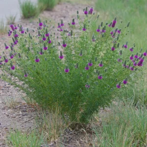Purple Prairie Clover Seeds - 100 Count - Air Purifying, Easy Grow - Image 5