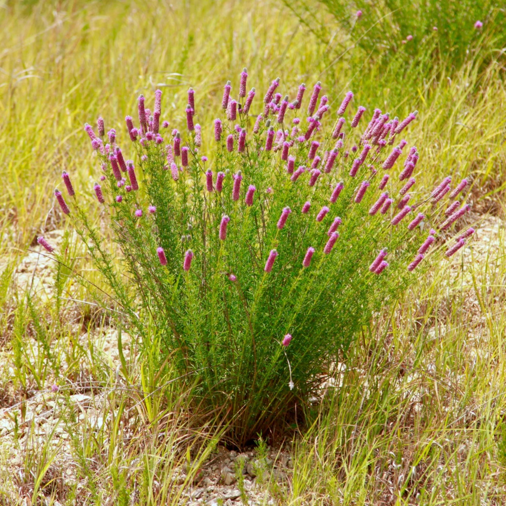 Purple Prairie Clover Seeds - 100 Count - Air Purifying, Easy Grow - Image 6