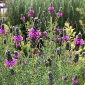 Purple Prairie Clover Seeds - 100 Count - Air Purifying, Easy Grow - Image 7