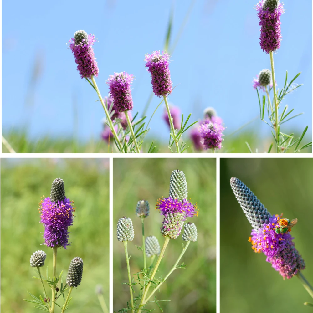 Purple Prairie Clover Seeds - 100 Count - Air Purifying, Easy Grow - Image 8