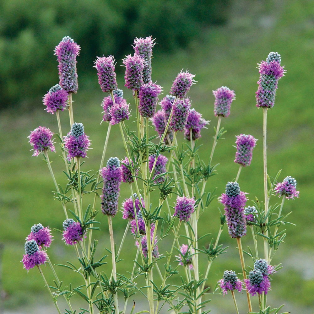 Purple Prairie Clover Seeds - 100 Count - Air Purifying, Easy Grow - Image 9