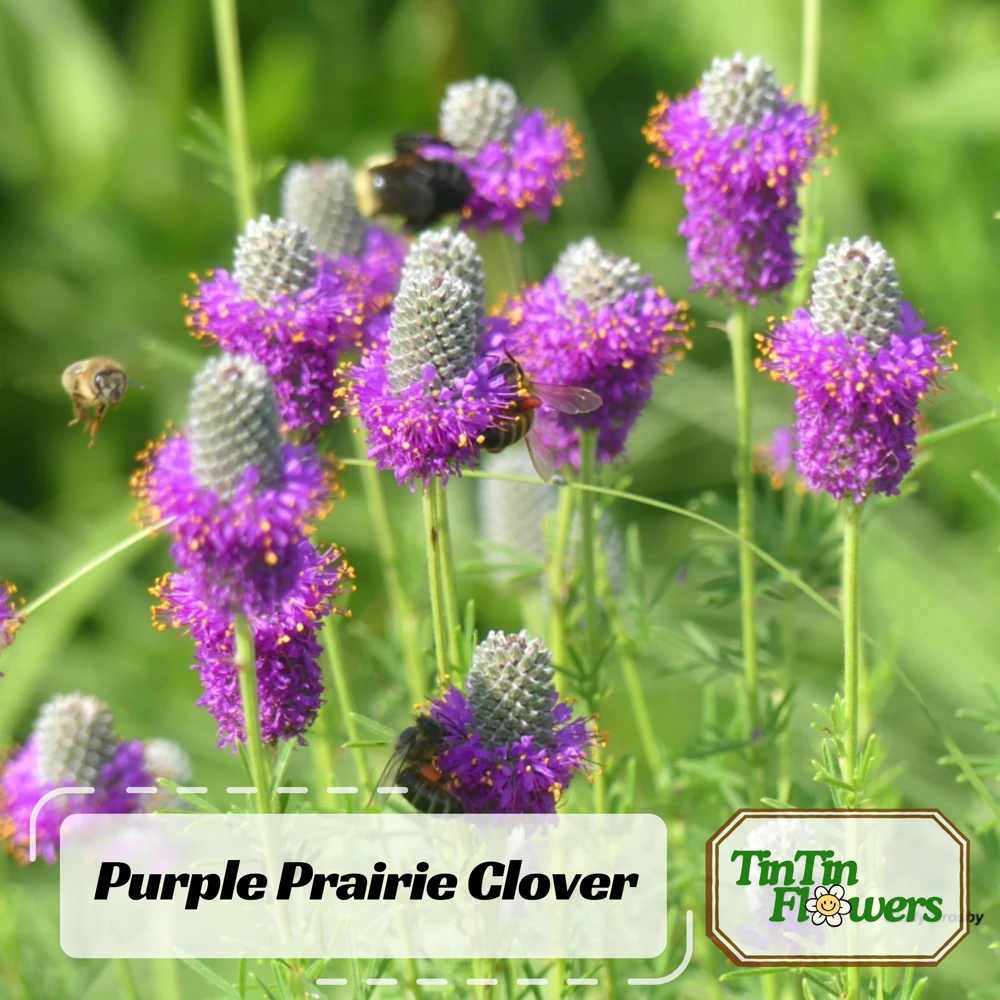 Purple Prairie Clover Seeds - 100 Count - Air Purifying, Easy Grow - Image 1