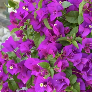 Purple Queen Bougainvillea Live Plant 7-12