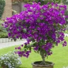 Purple Queen Bougainvillea Live Plant 7-12" Tall in 4" Pot - Indoor/Outdoor Shrub - Image 1