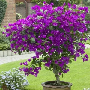 Purple Queen Bougainvillea Live Plant 7-12