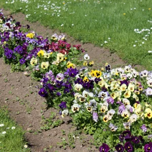 Purple Violet Pansy Viola Seeds - 25 Seeds - Cold & Draft Resistant - Image 10