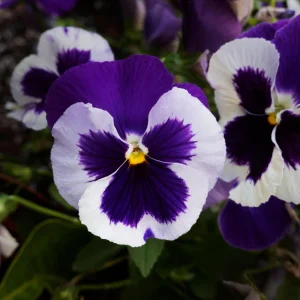 Purple Violet Pansy Viola Seeds - 25 Seeds - Cold & Draft Resistant - Image 11