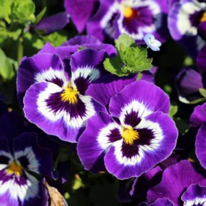 Purple Violet Pansy Viola Seeds - 25 Seeds - Cold & Draft Resistant - Image 12