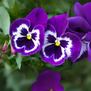 Purple Violet Pansy Viola Seeds - 25 Seeds - Cold & Draft Resistant - Image 13