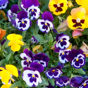 Purple Violet Pansy Viola Seeds - 25 Seeds - Cold & Draft Resistant - Image 14