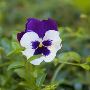 Purple Violet Pansy Viola Seeds - 25 Seeds - Cold & Draft Resistant - Image 15