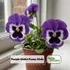 Purple Violet Pansy Viola Seeds - 25 Seeds - Cold & Draft Resistant - Image 1