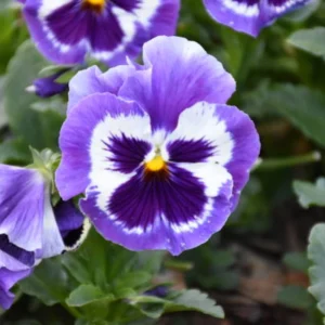 Purple Violet Pansy Viola Seeds - 25 Seeds - Cold & Draft Resistant - Image 3