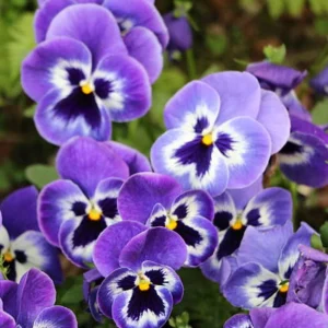 Purple Violet Pansy Viola Seeds - 25 Seeds - Cold & Draft Resistant - Image 4