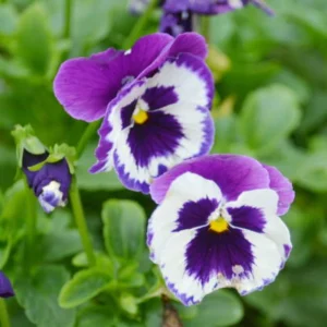 Purple Violet Pansy Viola Seeds - 25 Seeds - Cold & Draft Resistant - Image 5