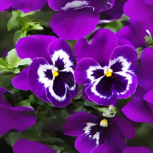Purple Violet Pansy Viola Seeds - 25 Seeds - Cold & Draft Resistant - Image 6