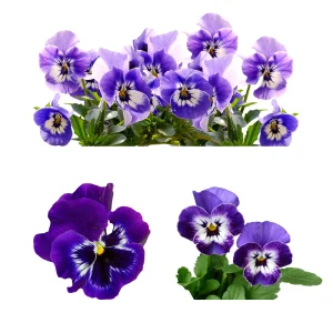 Purple Violet Pansy Viola Seeds - 25 Seeds - Cold & Draft Resistant - Image 7