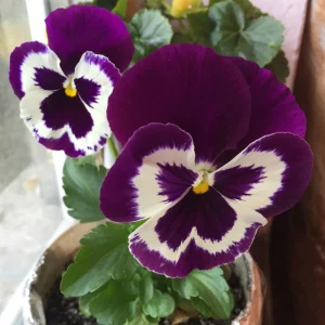Purple Violet Pansy Viola Seeds - 25 Seeds - Cold & Draft Resistant - Image 8
