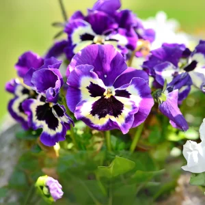 Purple Violet Pansy Viola Seeds - 25 Seeds - Cold & Draft Resistant - Image 9