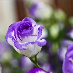 Purple White Hybrid Tea Rose Seeds - 30 Seeds - Bicolor Blooms - Image 10