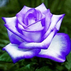 Purple White Hybrid Tea Rose Seeds - 30 Seeds - Bicolor Blooms - Image 11