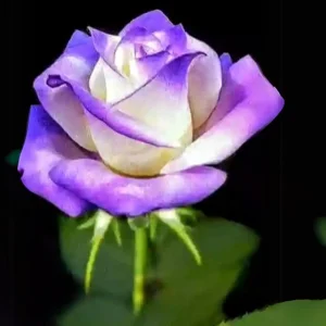 Purple White Hybrid Tea Rose Seeds - 30 Seeds - Bicolor Blooms - Image 2