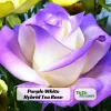 Purple White Hybrid Tea Rose Seeds - 30 Seeds - Bicolor Blooms - Image 1