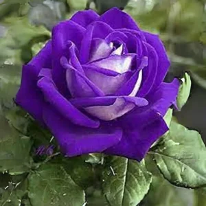 Purple White Hybrid Tea Rose Seeds - 30 Seeds - Bicolor Blooms - Image 3