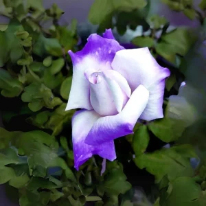 Purple White Hybrid Tea Rose Seeds - 30 Seeds - Bicolor Blooms - Image 4
